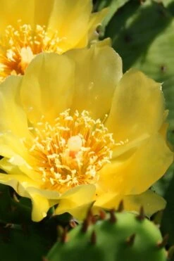 Eastern Prickly Pear Cactus (Opuntia Humifusa) - 3 Gallon Pot -Garden Care opuntia humifusa eastern prickly pear cactus 6
