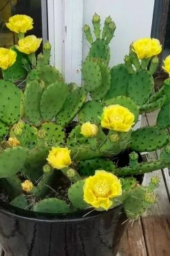 Eastern Prickly Pear Cactus (Opuntia Humifusa) - 3 Gallon Pot -Garden Care opuntia humifusa eastern prickly pear cactus 9
