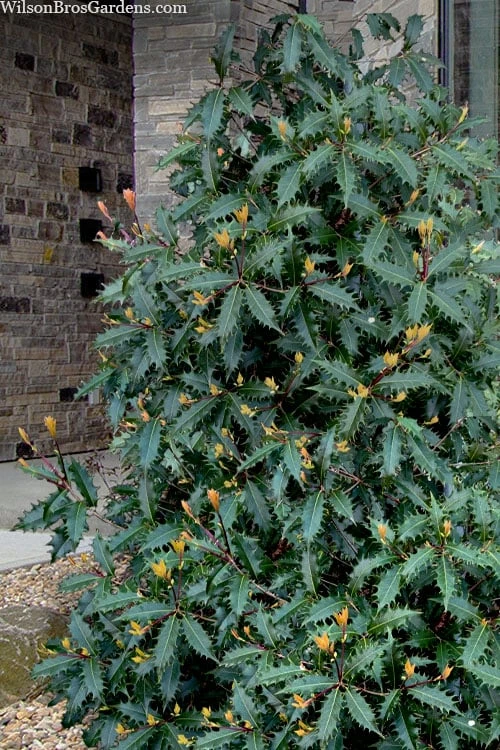 Jim Porter Sweet Toothed Tea Olive - 3 Gallon Pot 4 Jim Porter Sweet Toothed Tea Olive - 3 Gallon Pot - Image 4