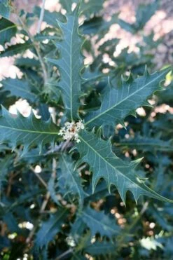 Jim Porter Sweet Toothed Tea Olive - 3 Gallon Pot 11 Jim Porter Sweet Toothed Tea Olive - 3 Gallon Pot -Garden Care osmanthus armatus jim porter tea olive 4