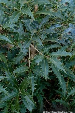 Jim Porter Sweet Toothed Tea Olive - 3 Gallon Pot 10 Jim Porter Sweet Toothed Tea Olive - 3 Gallon Pot -Garden Care osmanthus armatus jim porter tea olive 6