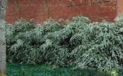 Delavay Tea Olive (Osmanthus Delavayi) - 3 Gallon Pot -Garden Care osmanthus delavayi delavay tea olive 1