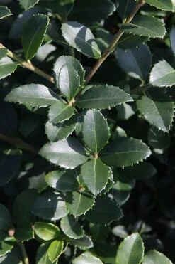 Delavay Tea Olive (Osmanthus Delavayi) - 3 Gallon Pot -Garden Care osmanthus delavayi delavay tea olive 10