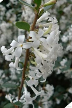 Delavay Tea Olive (Osmanthus Delavayi) - 3 Gallon Pot -Garden Care osmanthus delavayi delavay tea olive 2