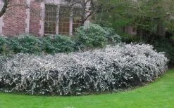 Delavay Tea Olive (Osmanthus Delavayi) - 3 Gallon Pot -Garden Care osmanthus delavayi delavay tea olive 6