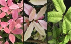 Noble Lady Tea Olive - 3 Gallon Pot -Garden Care osmanthus fragrans quinnan guifei noble lady tea olive 4