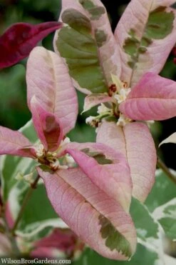 Pink Flush Variegated Tea Olive (Osmanthus Fragrans 'Yinbi Shuanghui') - 1 Gallon Pot -Garden Care osmanthus frangrans yinbi shuangui variegated tea olive 10