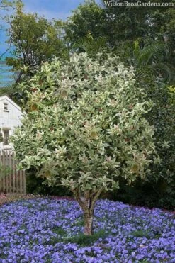 Pink Flush Variegated Tea Olive (Osmanthus Fragrans 'Yinbi Shuanghui') - 1 Gallon Pot -Garden Care osmanthus frangrans yinbi shuangui variegated tea olive 8