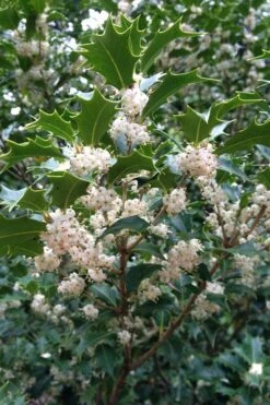 Gulftide Hardy Tea Olive (Osmanthus) - 7 Gallon Pot (5-6') -Garden Care osmanthus heterophyllus gulftide tea olive false holly 10 1