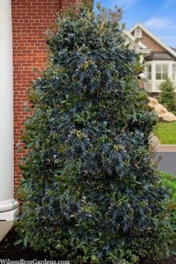 Gulftide Hardy Tea Olive (Osmanthus) - 3 Gallon Pot -Garden Care osmanthus heterophyllus gulftide tea olive false holly 5