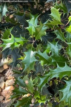 Gulftide Hardy Tea Olive (Osmanthus) - 7 Gallon Pot (5-6') -Garden Care osmanthus heterophyllus gulftide tea olive false holly 6 1