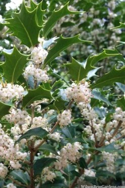 Gulftide Hardy Tea Olive (Osmanthus) - 3 Gallon Pot