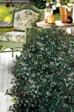 Party Princess 'Kaori Hime' Tea Olive - 7 Gallon Pot (2-3') -Garden Care osmanthus heterophyllus kaori hime party princess tea olive 15