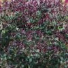 Purple Leaf Tea Olive (Osmanthus Heterophyllus 'Purpurea') - 1 Gallon Pot