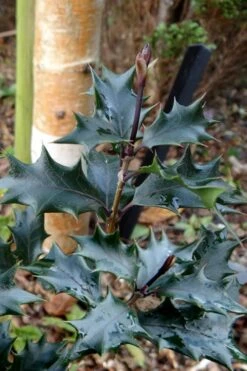 Purple Leaf Tea Olive (Osmanthus Heterophyllus 'Purpurea') - 1 Gallon Pot 12 Purple Leaf Tea Olive (Osmanthus Heterophyllus 'Purpurea') - 1 Gallon Pot -Garden Care osmanthus heterophyllus purpurea purple leaf tea olive 7