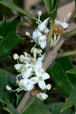 Purple Leaf Tea Olive (Osmanthus Heterophyllus 'Purpurea') - 1 Gallon Pot 13 Purple Leaf Tea Olive (Osmanthus Heterophyllus 'Purpurea') - 1 Gallon Pot -Garden Care osmanthus heterophyllus purpurea purple leaf tea olive 8