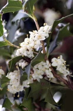 Purple Leaf Tea Olive (Osmanthus Heterophyllus 'Purpurea') - 1 Gallon Pot 11 Purple Leaf Tea Olive (Osmanthus Heterophyllus 'Purpurea') - 1 Gallon Pot -Garden Care osmanthus heterophyllus purpurea purple leaf tea olive 9