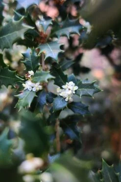 Party Princess 'Kaori Hime' Tea Olive - 7 Gallon Pot (2-3') -Garden Care osmanthus kaori hime party princess tea olive 1