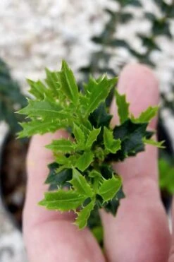 Party Princess 'Kaori Hime' Tea Olive - 7 Gallon Pot (2-3') -Garden Care osmanthus kaori hime party princess tea olive 2