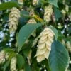 American Hop Hornbeam (Ostrya Virginiana) - 3 Gallon Pot