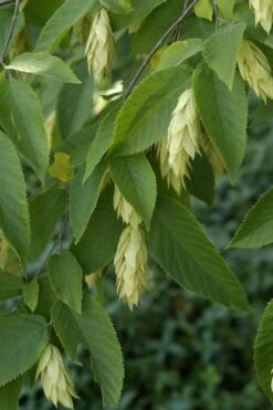 American Hop Hornbeam (Ostrya Virginiana) - 3 Gallon Pot -Garden Care ostrya virginiana hophornbeam tree 6
