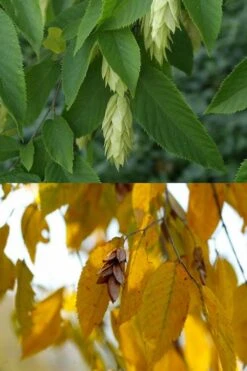 American Hop Hornbeam (Ostrya Virginiana) - 3 Gallon Pot -Garden Care ostrya virginiana hophornbeam tree 7