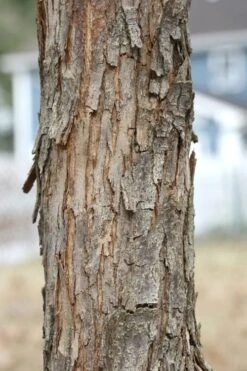 American Hop Hornbeam (Ostrya Virginiana) - 3 Gallon Pot -Garden Care ostrya virginiana hophornbeam tree 8