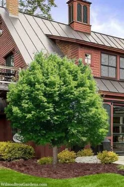 American Hop Hornbeam (Ostrya Virginiana) - 3 Gallon Pot -Garden Care ostrya virginiana hophornbeam tree 9