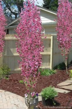 Corinthian Flowering Peach Tree - 5 Gallon Pot