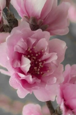 Corinthian Flowering Peach Tree - 5 Gallon Pot -Garden Care peach corinthian 24