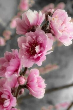 Corinthian Flowering Peach Tree - 5 Gallon Pot -Garden Care peach corinthian 2 thumbnail