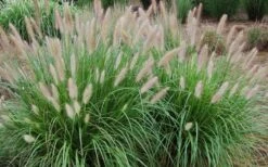 Etouffee Hardy Fountain Grass (Pennisetum Alopecuroides) - 1 Gallon Pot -Garden Care pennisetum alopecuroides etouffee fountain grass 4