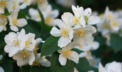 Sweet Mock Orange (Philadelphus Coronarius) - 3 Gallon Pot -Garden Care philadelphus coronarius mock orange 3