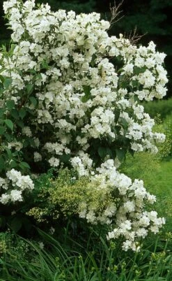 Sweet Mock Orange (Philadelphus Coronarius) - 3 Gallon Pot -Garden Care philadelphus coronarius mock orange 4