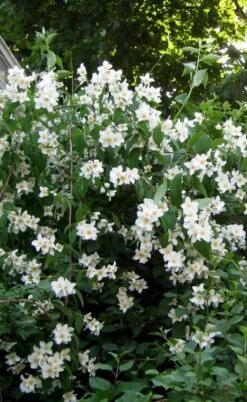 Sweet Mock Orange (Philadelphus Coronarius) - 3 Gallon Pot -Garden Care philadelphus coronarius mock orange 5