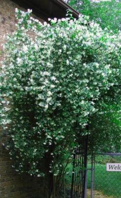 Sweet Mock Orange (Philadelphus Coronarius) - 3 Gallon Pot -Garden Care philadelphus coronarius mock orange 6