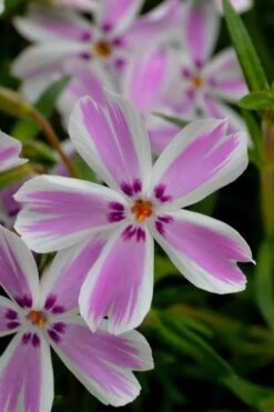 Candy Stripe Creeping Phlox - 1 Gallon Pot -Garden Care phlox subulata candy stripe creeping 21