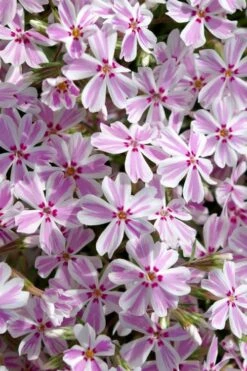 Candy Stripe Creeping Phlox - 1 Gallon Pot -Garden Care phlox subulata candy stripe creeping 25