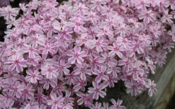 Candy Stripe Creeping Phlox - 1 Gallon Pot -Garden Care phlox subulata candy stripe creeping 29