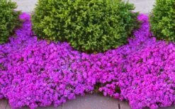 Drummond's Pink Creeping Phlox - 6 Pack Of 1 Gallon Pots 8 Drummond's Pink Creeping Phlox - 6 Pack Of 1 Gallon Pots -Garden Care phlox subulata drummonds pink creeping 1
