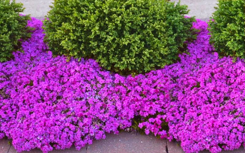 Drummond's Pink Creeping Phlox - 6 Pack Of 1 Gallon Pots 4 Drummond's Pink Creeping Phlox - 6 Pack Of 1 Gallon Pots - Image 4