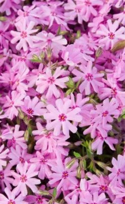 Pink Creeping Phlox - 6 Pack Of 1 Gallon Pots 8 Pink Creeping Phlox - 6 Pack Of 1 Gallon Pots -Garden Care phlox subulata pink creeping 1