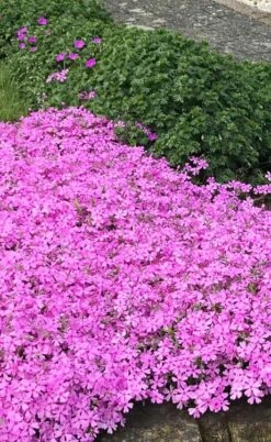Pink Creeping Phlox - 6 Pack Of 1 Gallon Pots 9 Pink Creeping Phlox - 6 Pack Of 1 Gallon Pots -Garden Care phlox subulata pink creeping 2