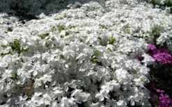 White Creeping Phlox - 1 Gallon Pot -Garden Care phlox subulata white 2