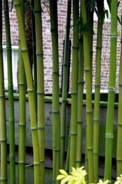 Incense Bamboo (Phyllostachys Atrovaginata) - 3 Gallon Pot 11 Incense Bamboo (Phyllostachys Atrovaginata) - 3 Gallon Pot -Garden Care phyllostachys atrovaginata incense bamboo 2