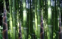 Incense Bamboo (Phyllostachys Atrovaginata) - 3 Gallon Pot 10 Incense Bamboo (Phyllostachys Atrovaginata) - 3 Gallon Pot -Garden Care phyllostachys atrovaginata incense bamboo 3