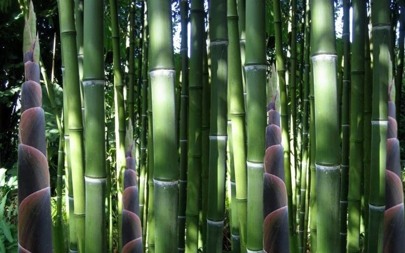 Incense Bamboo (Phyllostachys Atrovaginata) - 3 Gallon Pot 5 Incense Bamboo (Phyllostachys Atrovaginata) - 3 Gallon Pot - Image 5