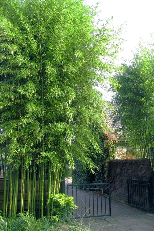 Incense Bamboo (Phyllostachys Atrovaginata) - 3 Gallon Pot 1 Incense Bamboo (Phyllostachys Atrovaginata) - 3 Gallon Pot