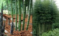 Incense Bamboo (Phyllostachys Atrovaginata) - 3 Gallon Pot 9 Incense Bamboo (Phyllostachys Atrovaginata) - 3 Gallon Pot -Garden Care phyllostachys atrovaginata incense bamboo 7