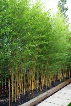 Koi Golden Bamboo (Phyllostachys Aurea 'Koi') - 3 Gallon Pot (4-6'+) -Garden Care phyllostachys aurea koi golden bamboo 100